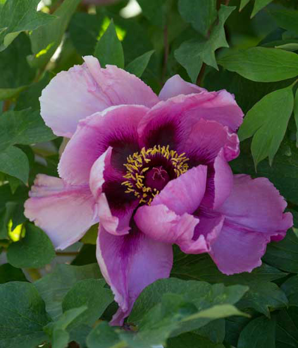 Peonia arborea - Gigante Porpora | Centro Botanico Moutan